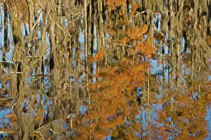 Distichum: USA - Reflection of Bald Cypress Trees in Swamp