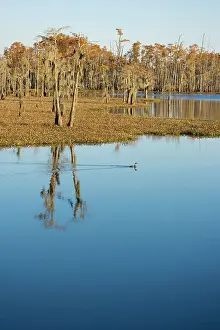 Distichum: USA - Reflection of Bald Cypress Trees in Swamp