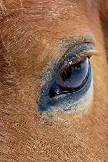 Shell: USA, Shell, Wyoming. Hideout Ranch close-up of horses