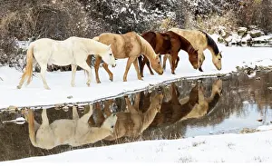 Model: USA, Shell, Wyoming. Hideout Ranch horses in reflection