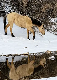 Model: USA, Shell, Wyoming. Hideout Ranch lone horse in