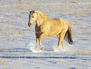 Model: USA, Shell, Wyoming. Hideout Ranch lone horse in