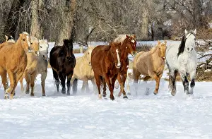 Model: USA, Shell, Wyoming. Hideout Ranch with small herd