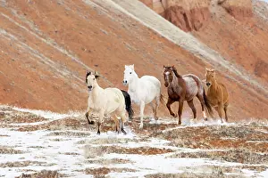 Model: USA, Shell, Wyoming. Hideout Ranch with small herd