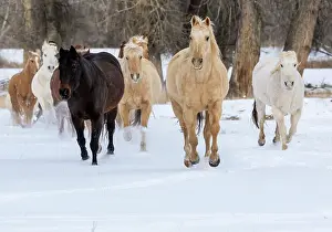 Model: USA, Shell, Wyoming. Hideout Ranch with small herd