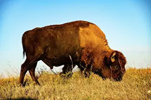 Buffalo: USA, South Dakota, Wall, Badlands National Park, North