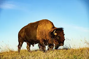 Buffalo: USA, South Dakota, Wall, Badlands National Park, North