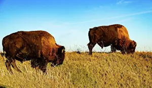 Buffalo: USA, South Dakota, Wall, Badlands National Park, North
