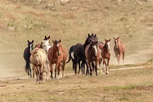 County: USA, South Dakota. Wild horses
