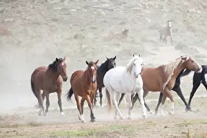 County: USA, South Dakota. Wild horses