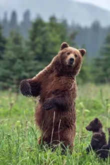 Gavriel: USA, Southeast Alaska, Brown Bear and cub