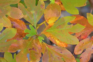 Tennessee: USA, Tennessee, Cherokee National Forest. Close-up of