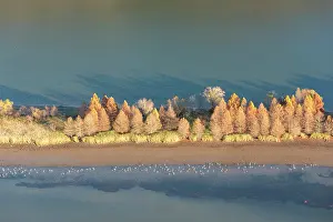 Crane: USA, Tennessee. Evening light Tennessee River, Hiwassee