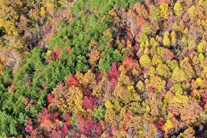 Evergreens: USA, Tennessee. Evergreens contrast to dramatic fall color