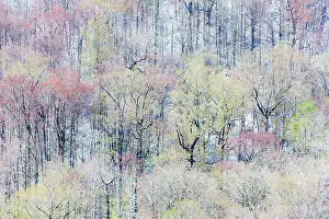 Darrell: USA, Tennessee. Great Smoky Mountains National Park