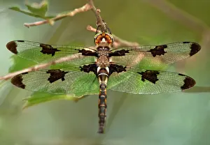 Dragonfly: USA, Texas, Austin. Male prince baskettail dragonfly