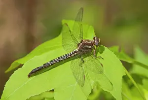 Dragonfly: USA, Texas. Female ashy clubtail dragonfly on leaf