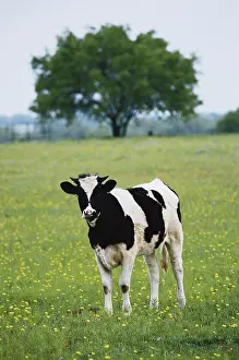 Foreground: USA, Texas, Lytle, Cow in field of Wildflowers