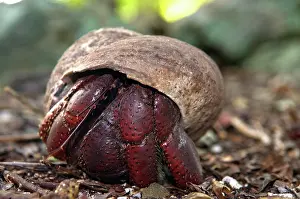 Hermit: USA, UK, USVI, BVI. Hermit crab of Virgin
