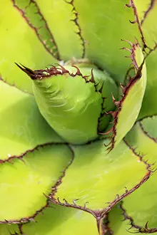 Butte: USA, Utah. Agave detail, Red Butte Gardens