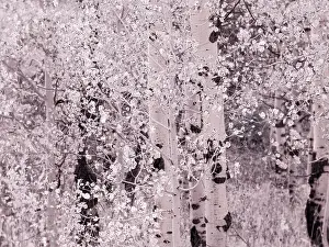 Eggers: USA, Utah, Aspen Grove in infrared of the Logan Pass area