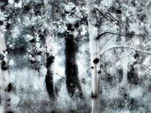 Eggers: USA, Utah, Aspen Grove in infrared of the Logan Pass area