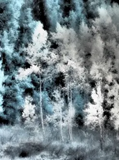 Eggers: USA, Utah, Aspen Grove in infrared of the Logan Pass area