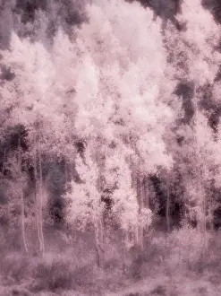 Eggers: USA, Utah, Aspen Grove in infrared of the Logan Pass area