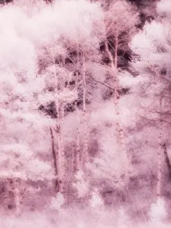 Eggers: USA, Utah, Aspen Grove in infrared of the Logan Pass area