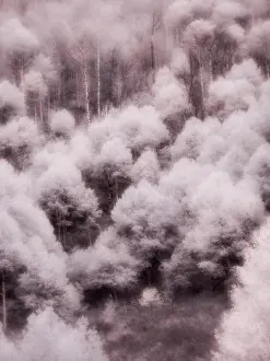 Eggers: USA, Utah, Aspen Grove in infrared of the Logan Pass area