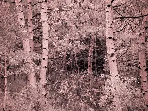 Eggers: USA, Utah, Aspen Grove in infrared of the Logan Pass area