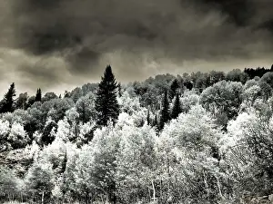 Eggers: USA, Utah, Aspen Grove in infrared of the Logan Pass area