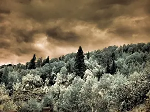 Eggers: USA, Utah, Aspen Grove in infrared of the Logan Pass area