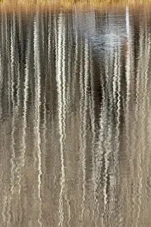 Bare: USA, Utah. Aspen reflections on Warner Lake, Manti-La