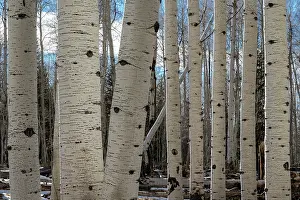 Trunks: USA, Utah. Detail of aspen trunks in Manti-La Sal