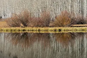 Bare: USA, Utah. Aspen and willow reflections on Warner