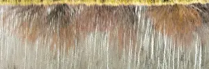 Bare: USA, Utah. Aspen and willow reflections on Warner