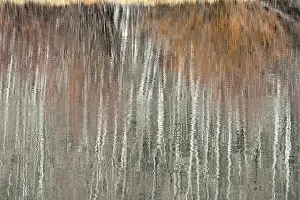 Bare: USA, Utah. Aspen and willow reflections on Warner
