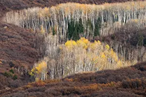 Aspen: USA, Utah. Autumn aspen in the Manti-La Sal National Forest