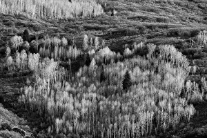 Aspen: USA, Utah. Autumn aspen in the Manti-La Sal National Forest