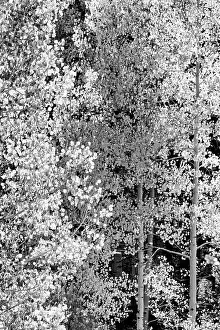 Dixie: USA, Utah. Black and white, autumn aspen and ponderosa