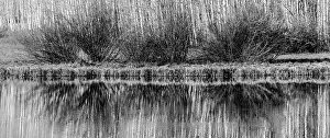 Bare: USA, Utah. Black and white image of aspen and willow