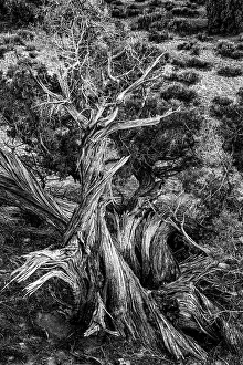 Harsh: USA, Utah. Black and white image. Twisted Juniper