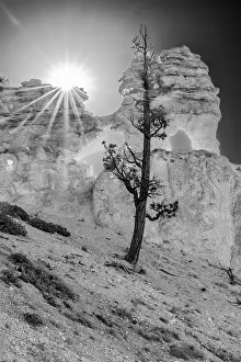 Dixie: USA, Utah. Black and white. Ponderosa pine and hoodoos