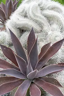 Cactus: USA, Utah. Cactus, Red Butte Gardens