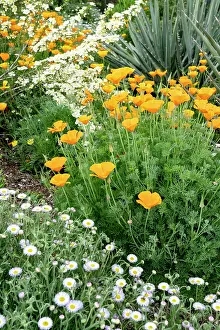 Californica: USA, Utah. California poppy and cliffrose (Purshia