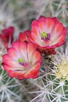 Ears: USA, Utah. Claret Cup in bloom, Bears Ears National