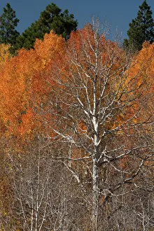 Dixie: USA, Utah. Colorful autumn aspen on Boulder Mountain