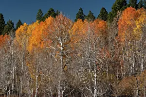 Dixie: USA, Utah. Colorful autumn aspen on Boulder Mountain