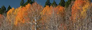 Dixie: USA, Utah. Colorful autumn aspen on Boulder Mountain